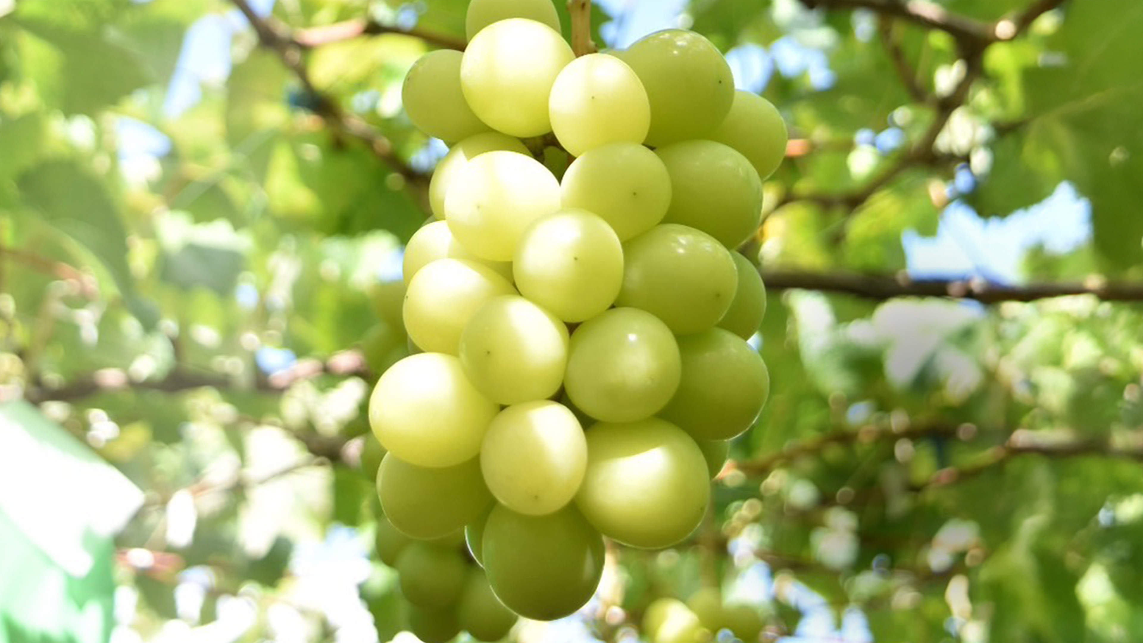 トップメインぶどうイメージ